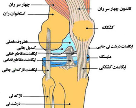 آناتومی کامل زانو+ پوزیشن زانو