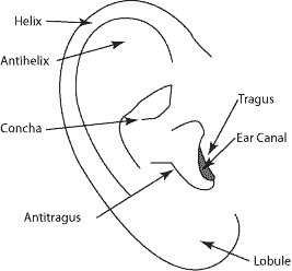 آناتومی گوش خارجی