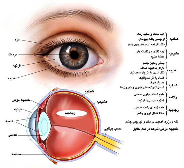 ساختار کل چشم