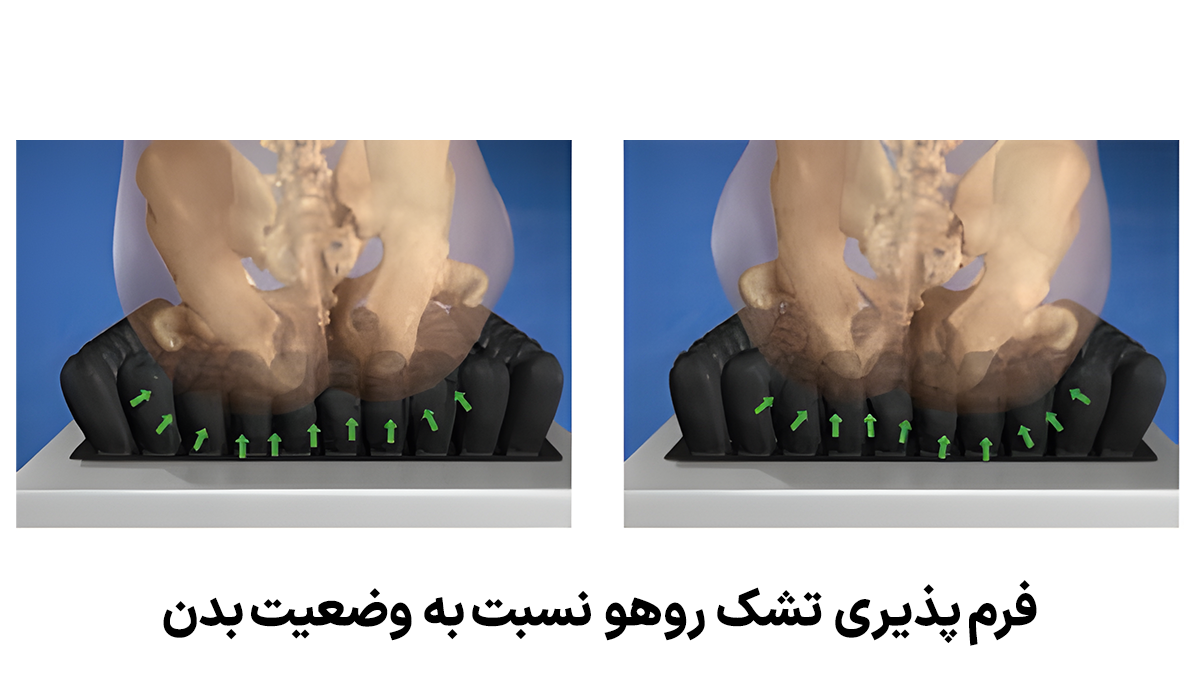تصویر آناتومیک تشک روهو